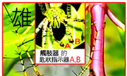IN001002OP001 臺灣綠貓蛛、臺灣貓蛛