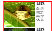 IN001002AC001 鳥糞蛛、蟾蜍曲腹蛛
