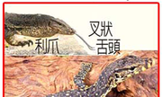 RE002106001 水巨蜥、圓鼻巨蜥、五爪金龍、四腳蛇