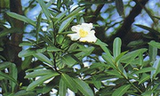 194-045 大頭茶、山茶、山茶花、花東青、大山皮、台灣椿、山枇花、花束青