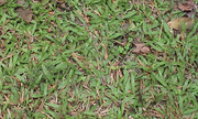 012-036 類地毯草