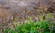 273-010 光風輪菜、塔花、剪刀草、野薄荷、野仙人草、野香草、玉如意、瘦風輪