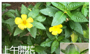 211-009 黃時鐘花、金寶花、午時花