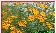 300-261-01 芳香萬壽菊、香葉萬壽菊、墨西哥萬壽菊、銅峽谷雛菊