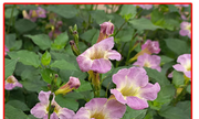 285-005-01 寬葉馬偕花、赤道櫻草(的亞種)、日本枸杞、中國紫羅蘭、活力菜