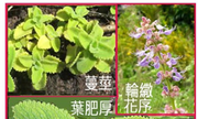 273-013-03 到手香  、左手香、過手香、印度薄荷