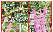 273-013-04 鑲邊到手香、鑲邊左手香、銀邊到手香