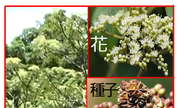 142-068 食茱萸、 茱萸、 越椒 、紅刺蔥 、刺江某 、辣子