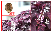 273-058-01 皺紫蘇、紅紫蘇、回回蘇