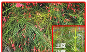 288-004 炮竹紅、炮竹花、炮仗紅、爆仗竹、花丁子、紅長花、一串紅