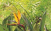 040-018 天堂鳥蕉、極樂鳥花、天堂鳥、天堂鳥花、鶴望蘭