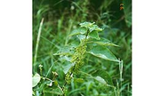 062-003 山苧麻、苴、紵、真麻、苧仔薯、山苧紫、山茶紫、山地麻根、野苧麻