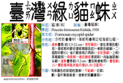IN001002OP001 臺灣綠貓蛛、臺灣貓蛛