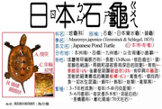 RE001003005 日本石龜、石龜、日本擬水龜、錢龜