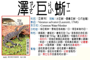 RE002106001 水巨蜥、圓鼻巨蜥、五爪金龍、四腳蛇