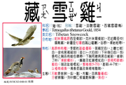 AVHC02-048-01  藏雪雞、淡腹雪雞、西藏雪雷鳥、雪雞、恐姆