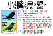 AVUC51-398 小嘴烏鴉、老鴉、老鴰、烏鴉