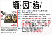 MA024012002F007-01 緬因貓、庫恩貓、美國長毛貓
