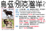 MA022009007-01s 烏茲別克盤羊、塞韋爾佐夫盤羊、東方盤羊、克孜盤羊