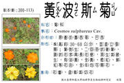 300-113 黃波斯菊