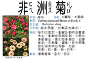 300-150 太陽花、火輪菊、非洲菊、猩猩菊、嘉寶菊、太陽紅、扶郎花、非洲大丁菊、日頭花