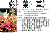 273-013-01 彩葉草、錦紫蘇、鞘蕊花