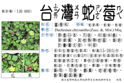 130-009 台灣蛇莓、蛇蛋果、蛇婆、蛇波、龍吐珠、雞冠果、地莓、疔瘡藥、蛇抱、黃花蛇莓、蛇莓、暗葉蛇莓