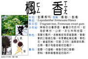 125-006 楓樹、楓、香楓、楓香樹、楓仔樹、楓仔、楓香、大葉楓、路路通、雞楓樹、雞爪楓、白膠香、蜜楓