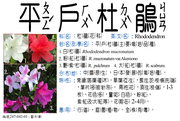 247-042-01 平戶杜鵑、白杜鵑、粉紅杜鵑、白花映山紅、白豔山紅、照山白、艷紫杜鵑、大紅杜鵑