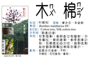 183-002 木棉、攀支花、英雄樹、班芝樹、棉樹、加薄棉