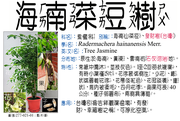 277-021-01 海南山菜豆、海南菜豆樹、發財樹(台灣)