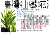 P21-016 台灣山蘇花、巢蕨、烏巢蕨、雀巢蕨、雀巢羊齒、歪頭菜、鳥巢羊齒、七星劍、尖刀如意散、老鷹七、猿筵花