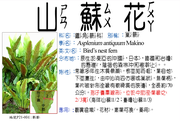 P21-004 山蘇花、歪頭菜、巢蕨