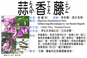 277-022 蒜香藤、紫鈴藤、張氏紫薇