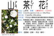 194-012-02 白寶塔茶花、大白茶花、雪塔茶花、千葉白茶花