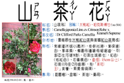 194-012-01 雲南大桃紅山茶花( 育成種)、帕克斯博士山茶花(no. 504)