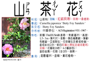 194-012-04 紅絨貝蒂山茶花、 貝蒂•桑德斯山茶花