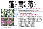 300-085 蓬蒿菊、茼蒿菊、木春菊