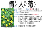 300-085-01 情人菊、黃花瑪格麗特