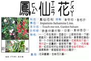 175-001 鳳仙花、指甲花、紅指甲花、紅鳳仙花、急性子、旱珍珠、小桃紅、染指甲草、鳳仙、透骨草、鳳仙草