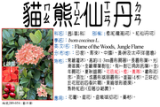 289-054 貓熊仙丹、橙紅龍船花、紅仙丹花