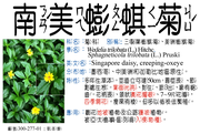 300-277-01 南美蟛蜞菊、三裂葉蟛蜞菊、美洲蟛蜞菊、維多利亞菊、地錦花