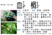 152-108 血桐、大冇樹、饅頭果、橙桐、橙蘭、流血樹、橙欄、橙欄面頭果、面頭果