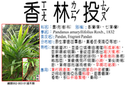 002-003-01 香林投、香蘭葉、七葉蘭