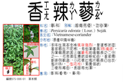 075-006-01 香辣蓼、越南芫荽、叻沙葉 