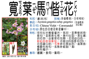 285-005-01 寬葉馬偕花、赤道櫻草(的亞種)、日本枸杞、中國紫羅蘭、活力菜