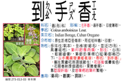 273-013-03 到手香  、左手香、過手香、印度薄荷