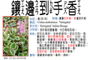 273-013-04 鑲邊到手香、鑲邊左手香、銀邊到手香