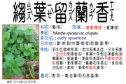 273-040-02 縐葉留蘭香、皺葉薄荷、綠薄荷、荷蘭薄荷