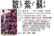273-058-01 皺紫蘇、紅紫蘇、回回蘇